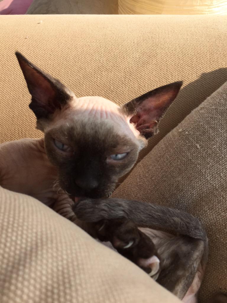 Mizz_Daily_Nude's tweet photo. Mizz #cat #sphynx #nude #kitten http://t.co/4PVH0TUB1w