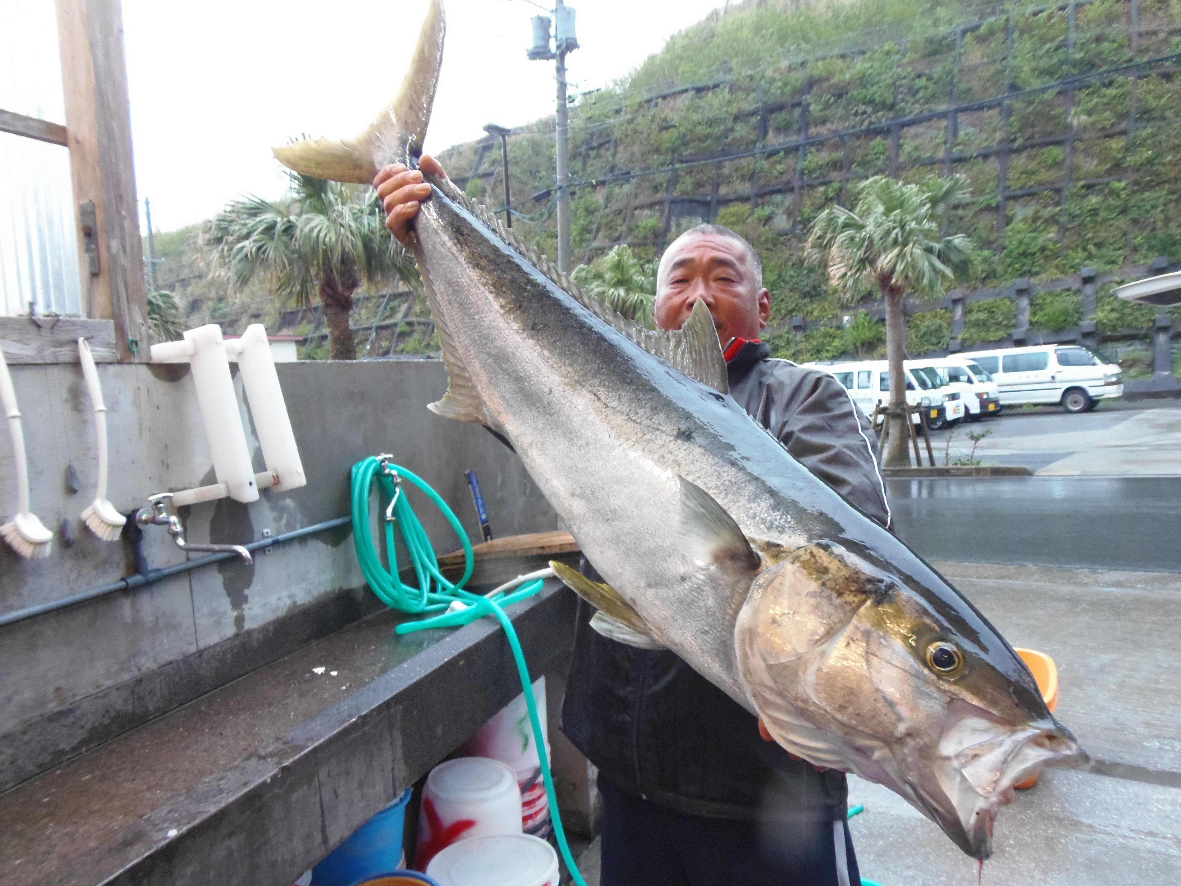 アサギク 八丈島 総合つりセンターアサギクです 本日の釣果 八丈島の山崎 善弘様 堤防にてヒラマサ１５kgを釣って来ました 山ちゃんやったぜ V堤防の泳がせです Http T Co 8eqkut5t0k Twitter