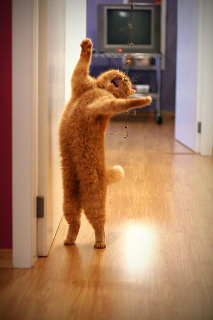 Ура дома картинки. Кот радость. Рыжий кот на задних лапах. Танцующий кот. Кот радуется