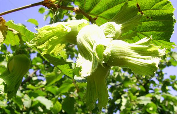 Fındık, Don, Rekolte... İlginizi çeker mi?

orduyerelhaber.com/ekonomi/findik…