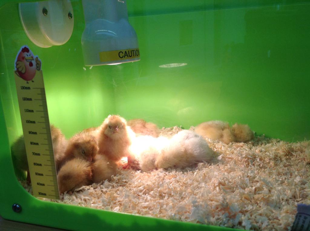 WBJBernard's tweet photo. @WBJJuniorSchool @purrrrfectpals @WBJGrandpa it was nap time in the nursery 💤 but there was one on guard! #foxalarm http://t.co/IG3Bz9QyFq