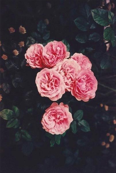 dina_destani's tweet photo. #flowers #sumer2014 💕😄 http://t.co/iHpFuMRPAe