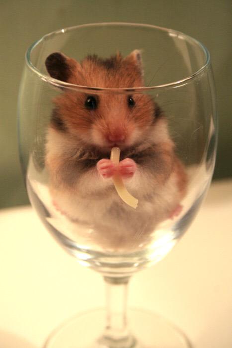 Animaleats tweet picture