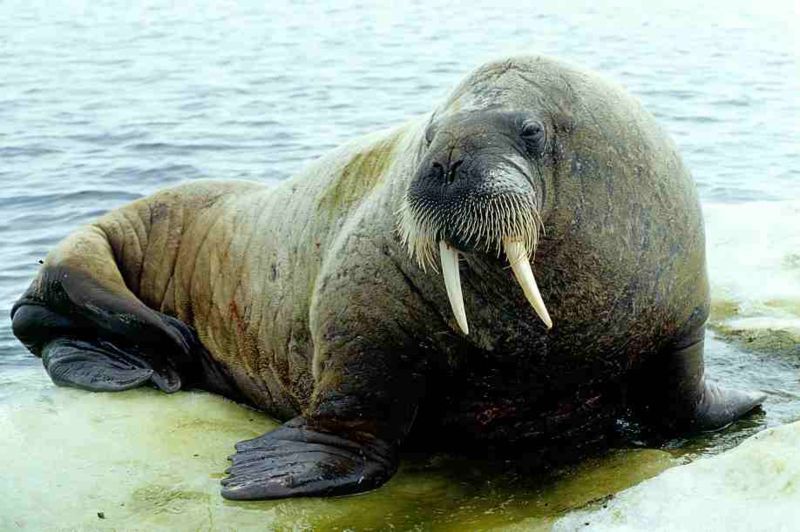 Happy Birthday to fellow Pinniped Andy Reid! Wherever you are, I hope it is filled with delicious mollusks. 