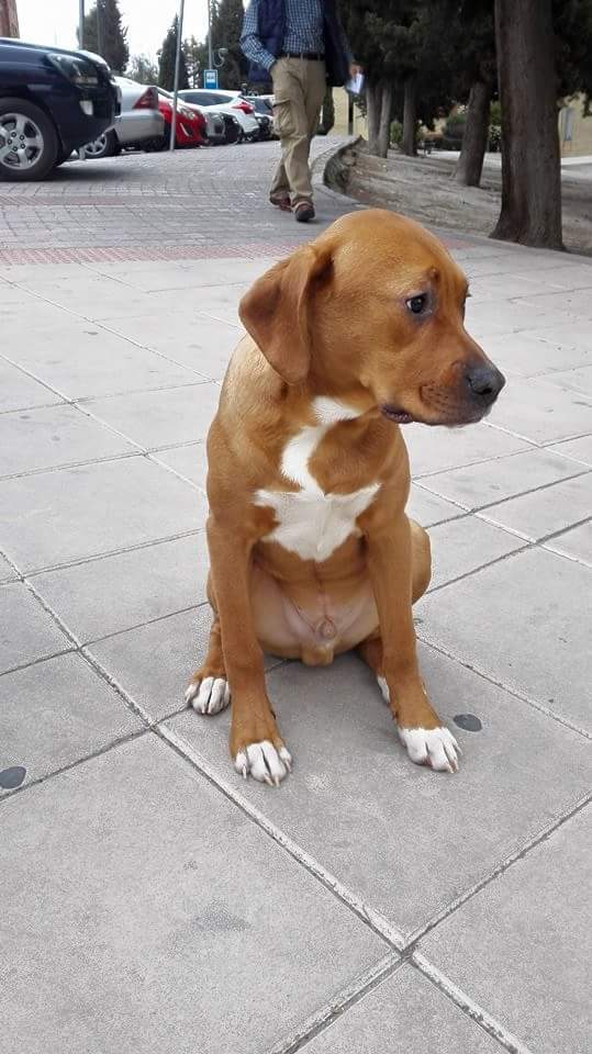 heleenCruz's tweet photo. Se busca hogar para este cachorrito encontrado en el Polígono dl Valle, enfrente del estanco.Interesados al 679651964 http://t.co/UmTirm5DnQ