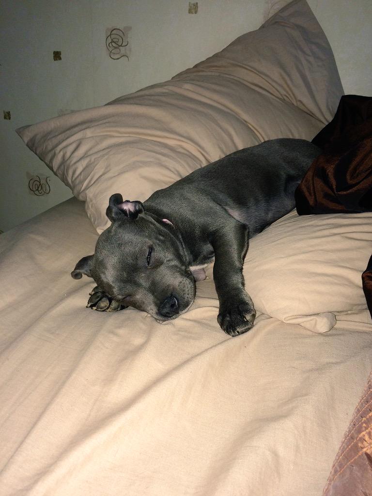 BeckyRyan_x's tweet photo. She's just too cute !! 😘🐶 http://t.co/sKFpn0PeGx