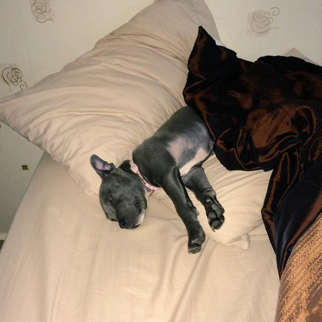 BeckyRyan_x's tweet photo. She's just too cute !! 😘🐶 http://t.co/sKFpn0PeGx