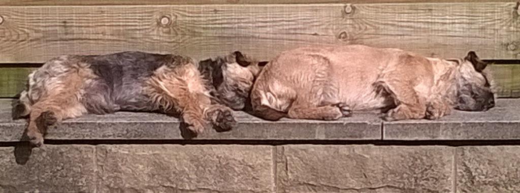 baztheborder's tweet photo. Lazy afternoon in the Spring sunshine http://t.co/MTtqzYfnRN