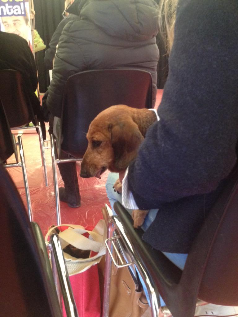 michelataxistro's tweet photo. #PodisticaPeraltro al lancio de #FieraPrimavera per la #Dogsrun in collaborazione con @Fieradigenova #freeentrance http://t.co/zA7oTnEhB6