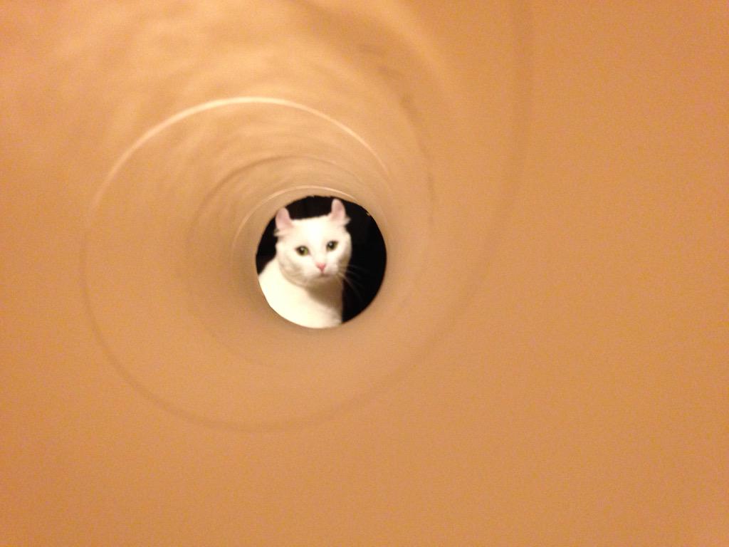 RICAYA's tweet photo. サランラップの筒を通して写真を撮ったら、何となく007のオープニングみたいになった。 http://t.co/fDiSkitem6