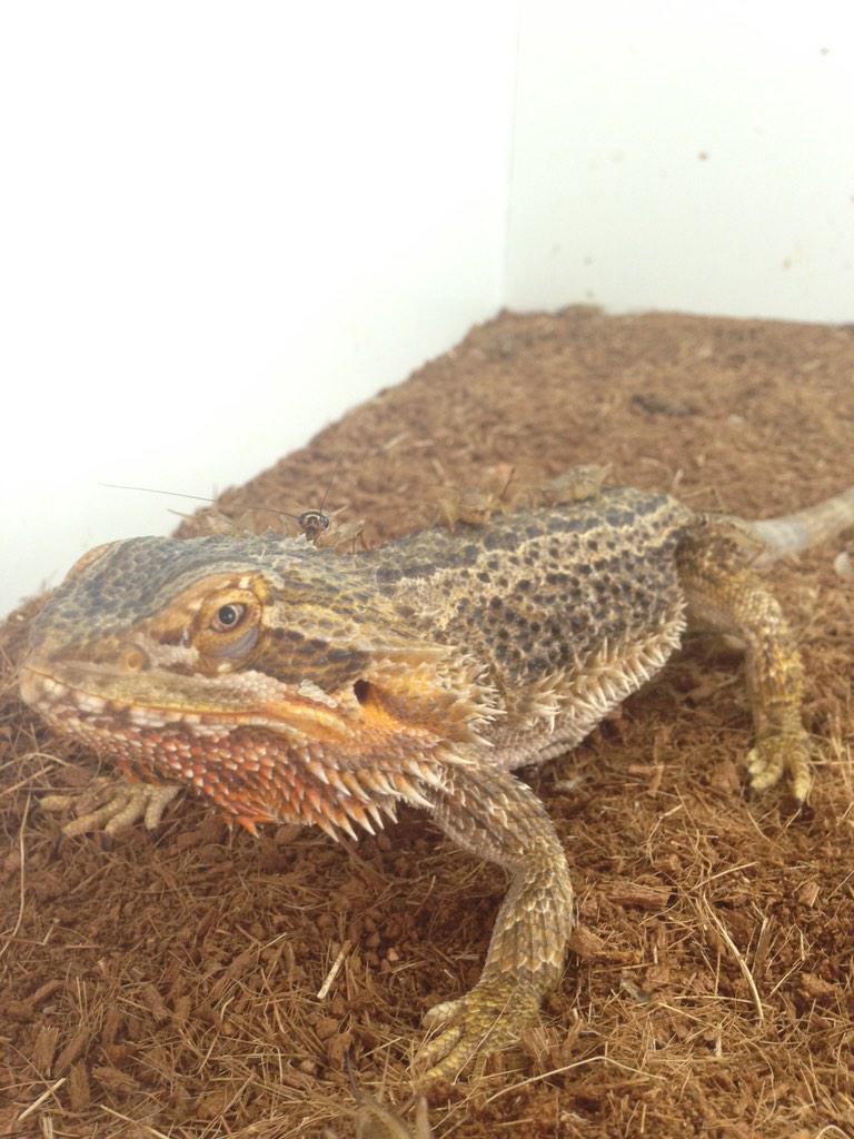 ursylala's tweet photo. @AFLFootyShow Gary the Lizard named after Gary Ablett Jnr 👍🐉 http://t.co/suTokjWngJ