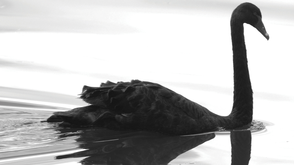 Bruno_Leblanc's tweet image. Qu’est-ce qu’un black swan? Comme l’éviter? #LeBlogFin bit.ly/1Cz51pl FB : facebook.com/home.php