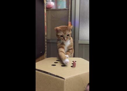 wldswd's tweet photo. 人気記事：【動画】飼い主さんの指モグラ叩きで遊ぶ猫　http://t.co/sigWgyyHlo http://t.co/BpgEYVIGHB