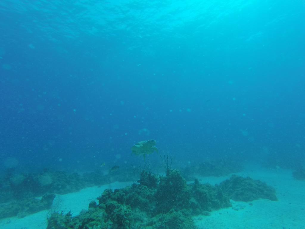 HBBahamas's tweet photo. ! http://t.co/2Mfjo1PmPO