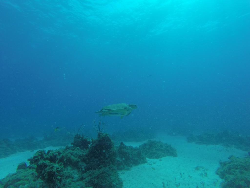 HBBahamas's tweet photo. ! http://t.co/2Mfjo1PmPO