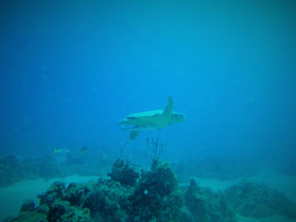 HBBahamas's tweet photo. ! http://t.co/2Mfjo1PmPO