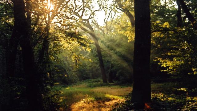 visitlondon's tweet photo. 101 free things to do in London: Spot rare plants and insects in @CoLEppingForest. http://t.co/XMbOzDFDeO #FreeLondon http://t.co/7MPG7WJVPz