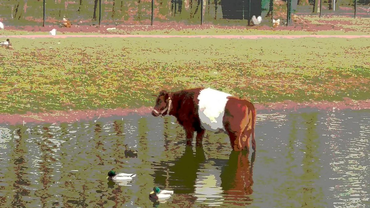 Het wachten op de uitslag  waterschap verkiezingen is begonnen. Om 16.00 uur  is het bekend. Wachten in het water ..