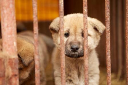 humaneworldnews's tweet image. BREAKING: We've Rescued 57 Dogs From South Korea Dog Meat Farm, All Safe bit.ly/1xihTOI #KoreaDogs