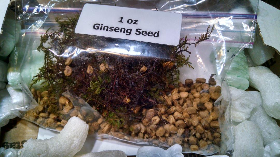Metz_Byron's tweet photo. @j_wade_88 Look At Those High Quality Seng Seeds. #Ginseng #AllNatural #ProjectRAW #FilthyRiches #AppalachianOutlaws http://t.co/iss0CXND6v
