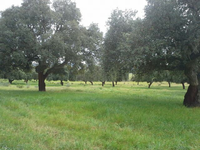 campoypac's tweet photo. Que bonito esta el campo http://t.co/uuv6Xv4q4Q
