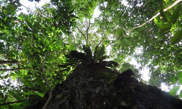GreenhouseComms's tweet photo. The Amazon's trees removed a third less #carbon in last decade http://t.co/Xcx8hxMCPO #emissions #environment http://t.co/o9AlMoUzZe