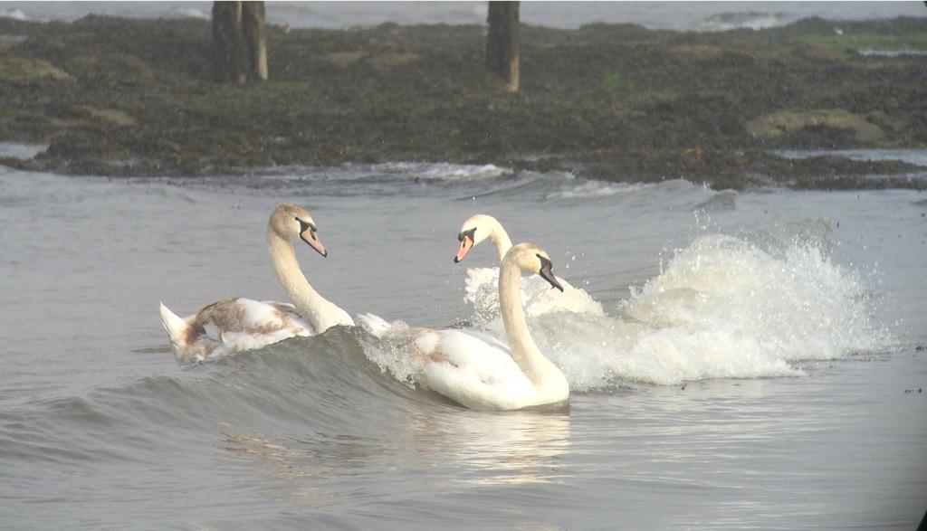 saloplarus's tweet photo. Just in case its #patchworthy, 3 Mutes currently surfing at SMI @joe_dobinson @Yellowbrow @PatchBirding #iPhonebinned http://t.co/xDQhgwiiap