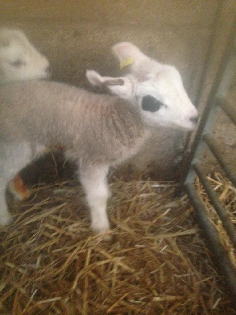 Just found the 5th member of <a href="/KISSOnline/">KISS</a> <a href="/genesimmons/">Gene Simmons</a>