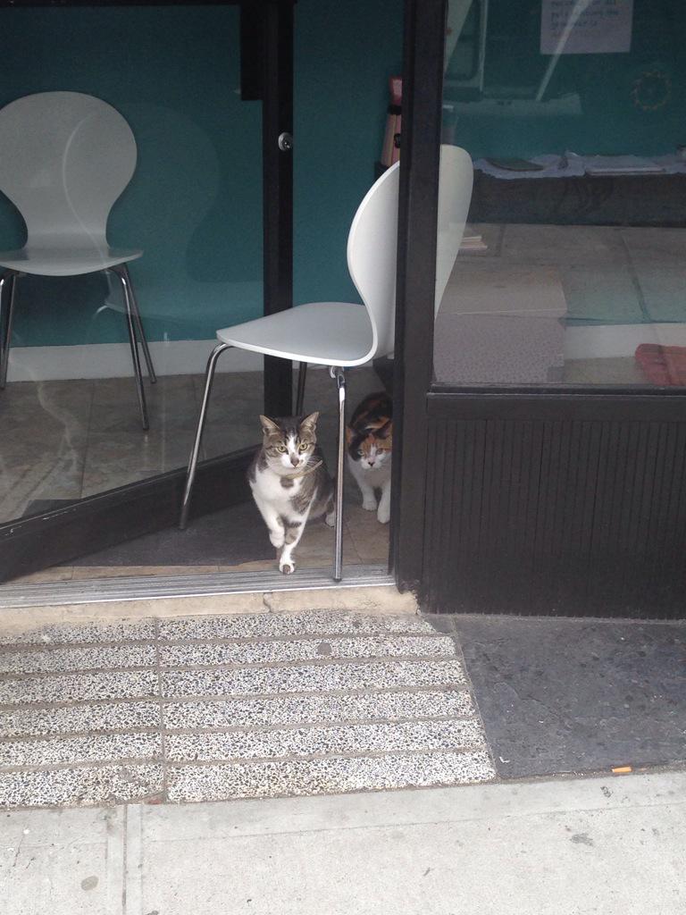 willmenaker's tweet photo. It's about to go DOWN... #CatRealm http://t.co/1SkOMXwWUK