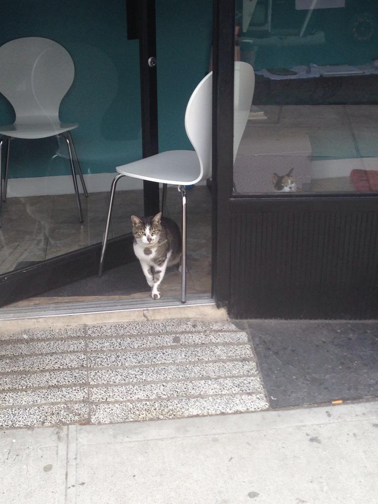 willmenaker's tweet photo. It's about to go DOWN... #CatRealm http://t.co/1SkOMXwWUK