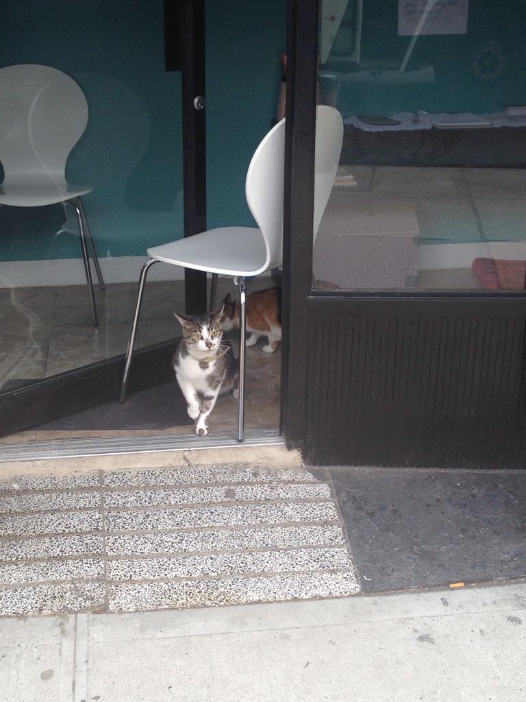 willmenaker's tweet photo. It's about to go DOWN... #CatRealm http://t.co/1SkOMXwWUK