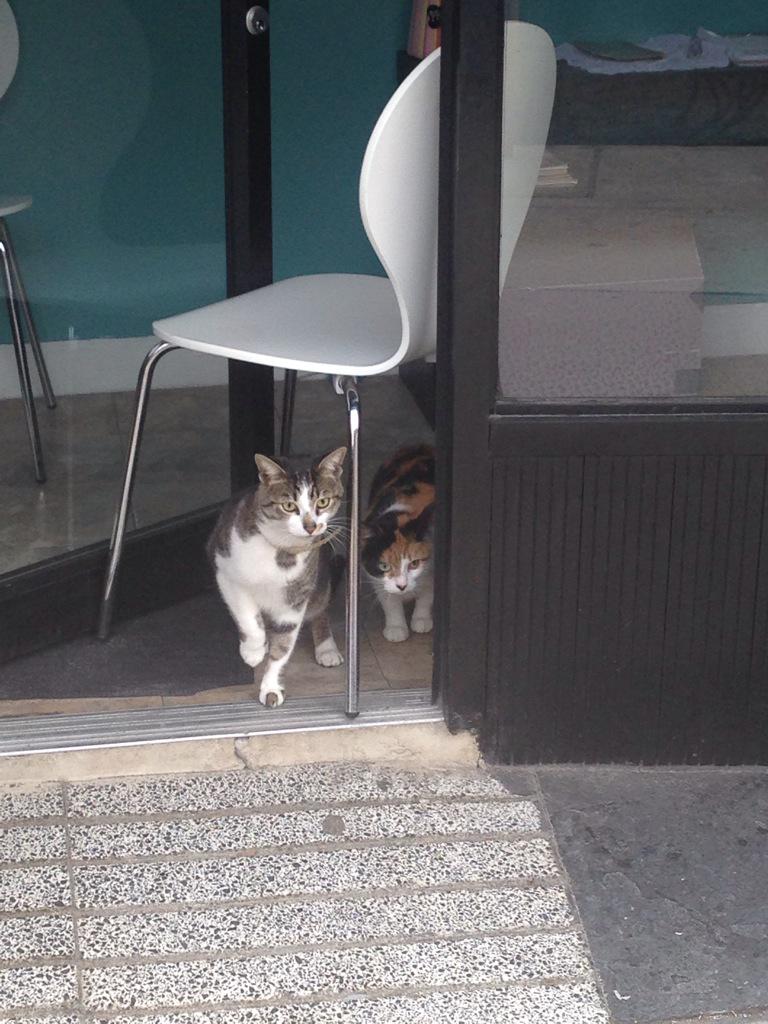 willmenaker's tweet photo. It's about to go DOWN... #CatRealm http://t.co/1SkOMXwWUK