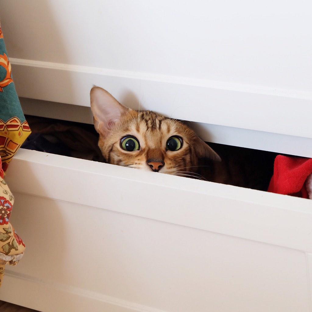 leoleo004's tweet photo. @catsofinstagram  

@bengal_pyu
'Goodmorning 😸This is My room ' http://t.co/Y93jHeAHkn