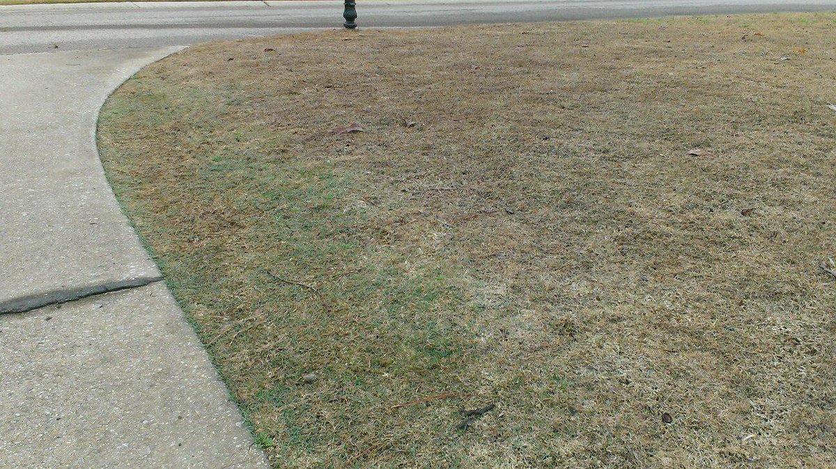 fryoj74's tweet image. Good morning Mr Bermuda. Neat how dorm breaking first next to heated concrete #turfnerd