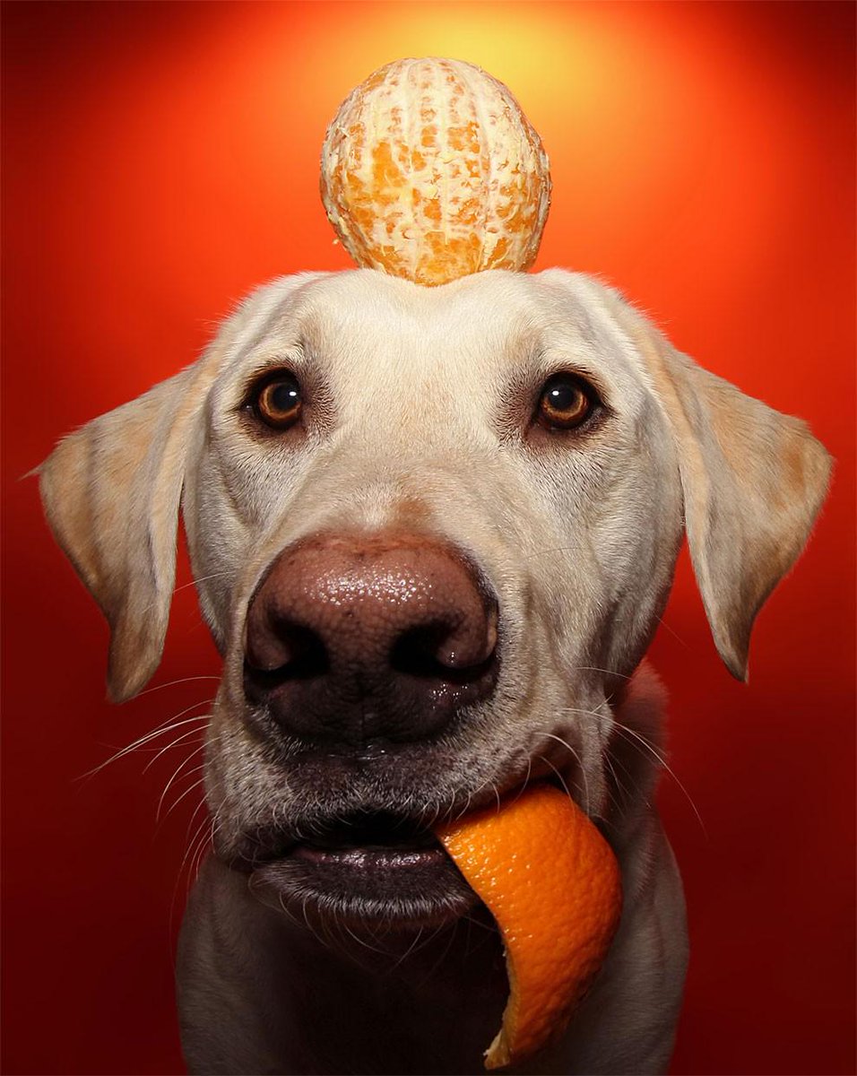 Matt_James_I's tweet photo. Today on @The_Hydrant Blog: Winston The Dog - http://t.co/9RkvQAekhT 
#photography #HydrantCrew http://t.co/pzrMKwkr7V