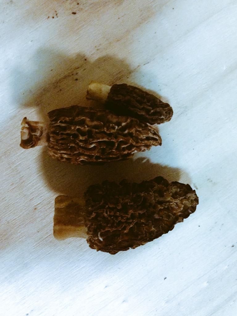 frutobos5's tweet photo. Morchella conica #colmenilla #murgula #karraspina http://t.co/7g2a3Dk3gR