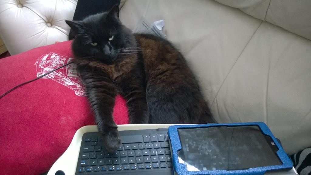 12y's tweet photo. Not too well today, do I have Frankie doing my work for me. First Class degree guaranteed! http://t.co/eRvgxy1yXK