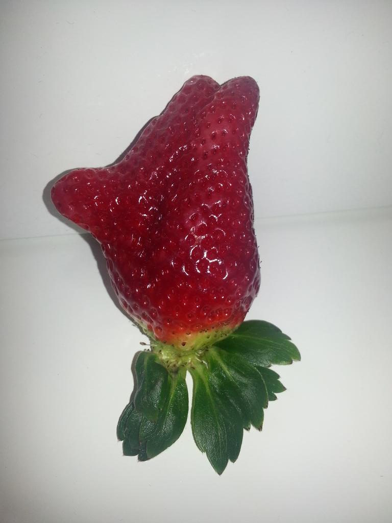 VanManBrighton's tweet photo. Fingers crossed lottery strawberry! http://t.co/nLbZd2g13X