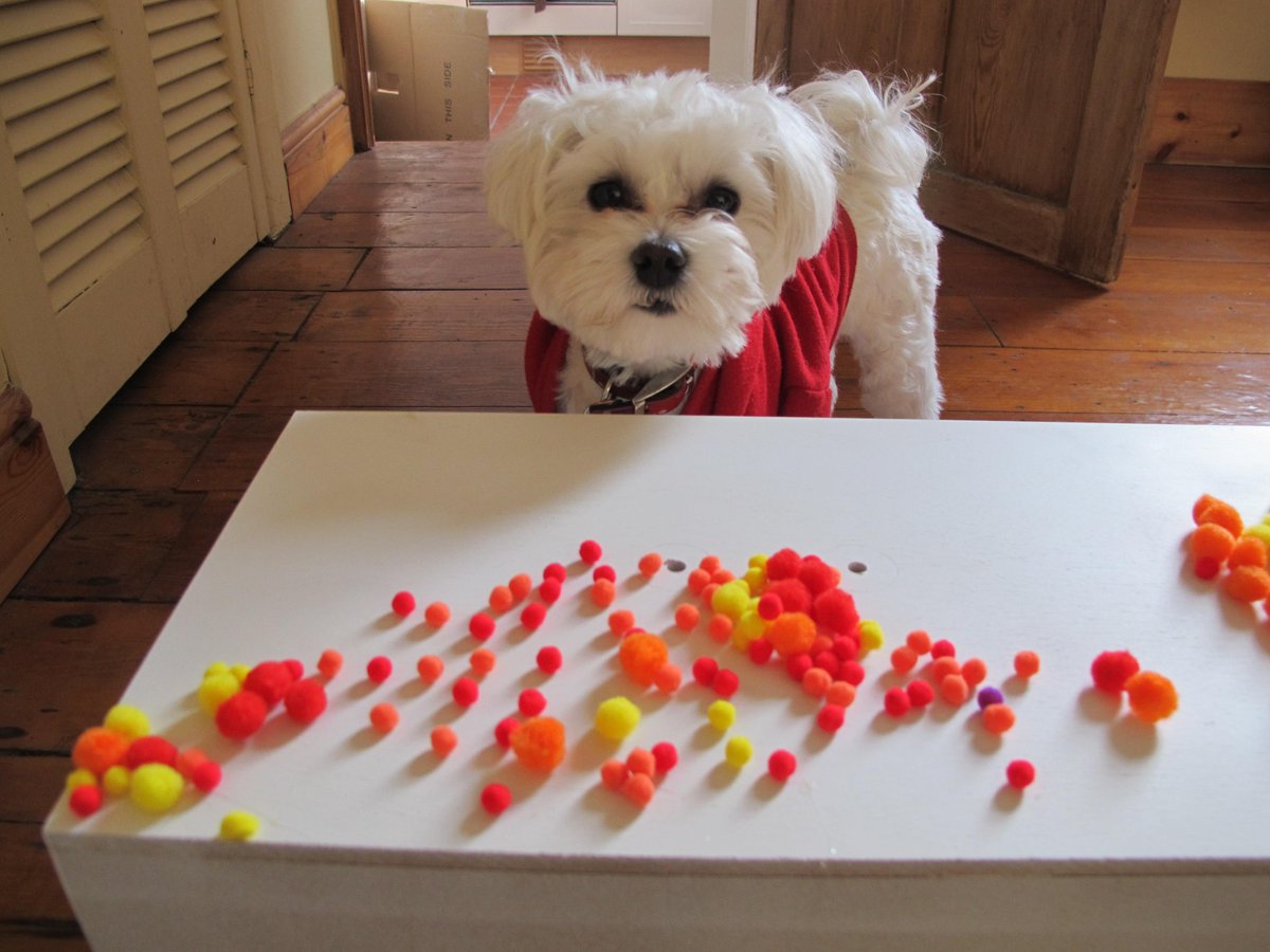 maxinebrady_'s tweet photo. #pimpmyfrench Step !: Neon colours + Poms Poms + Small fluffy dog @PlastiKoteUK @rcreationsuk @otint ] http://t.co/OZDwEllvf4