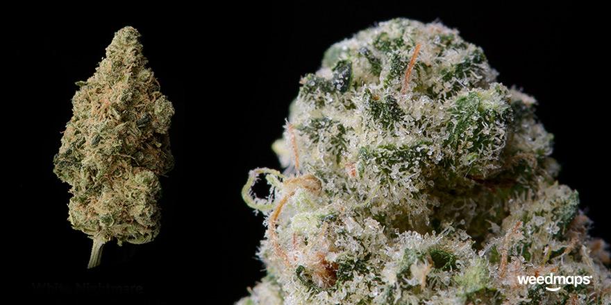 weedmaps's tweet photo. Here is some #frosty White Nightmare from @GreenManGanja. #dank #nugporn #thegoodstuff #denverdank  #fueledbythc http://t.co/mEv5LDBie6