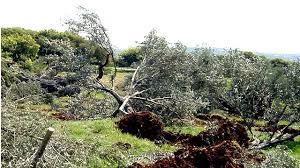 LanaBardawil's tweet image. Today:Israeli settlers uproot 60olive trees adding 2 total of 800k trees they uprooted since67
maannews.com/eng/ViewDetail…