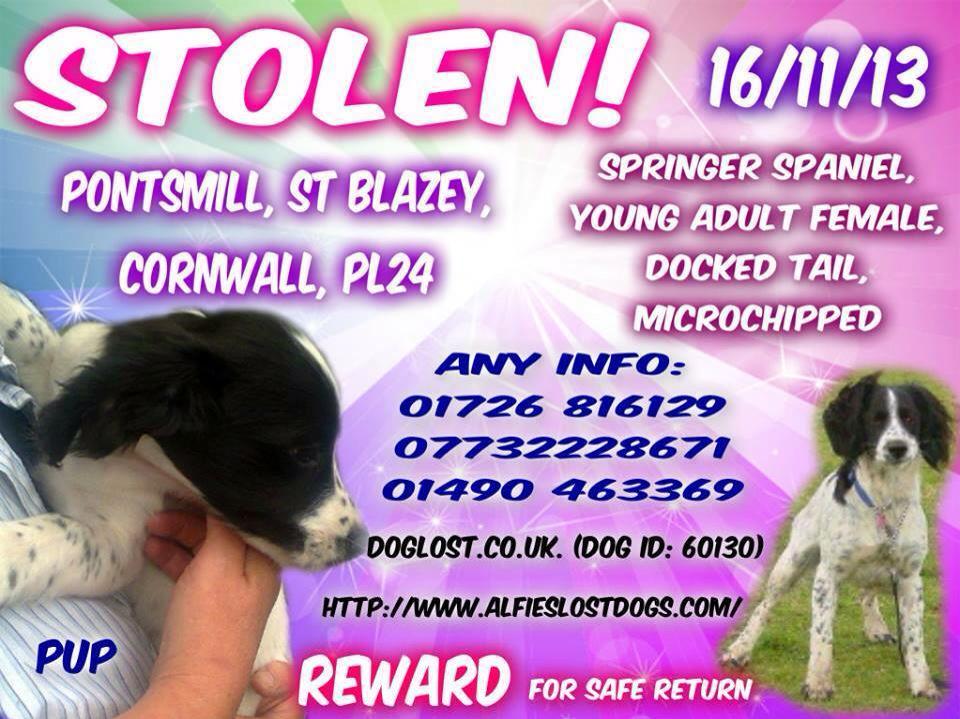 michell57319641's tweet photo. @FindOurPup @FindTopesy @WheresMyAnnie @FindShadow #AllStillMissing #SomeoneKnowsSomething #DoTheDecentThing http://t.co/mfPXwxTcBQ