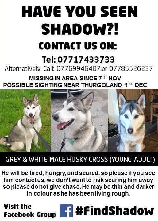 michell57319641's tweet photo. @FindOurPup @FindTopesy @WheresMyAnnie @FindShadow #AllStillMissing #SomeoneKnowsSomething #DoTheDecentThing http://t.co/mfPXwxTcBQ