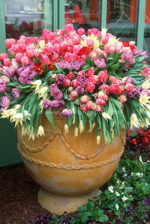 windowbxcontest's tweet photo. What are you favorite #flowers for #containergardening?? #Tulips will always be a #spring favorite of ours! http://t.co/vbJcCZsCkI
