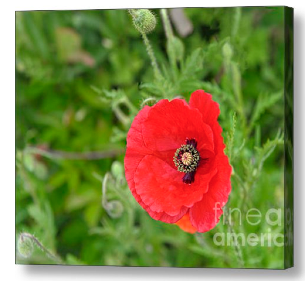 campyphotos's tweet photo. Special #deal http://t.co/r7QEOLVmV8 …
A portion of profits goes to the #WoundedWarriorProject #retweet http://t.co/JaJGQwFvjD