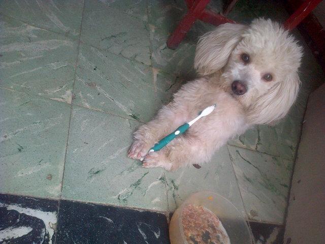 luiisanny's tweet photo. Yo tambien me cepillo #Chiquitin♥ http://t.co/jNPFbnferV