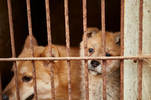 humaneworldnews's tweet image. “Some of these dogs were in a terrible state, starved of love ... living in fear &amp;amp; deprivation." #KoreaDogs