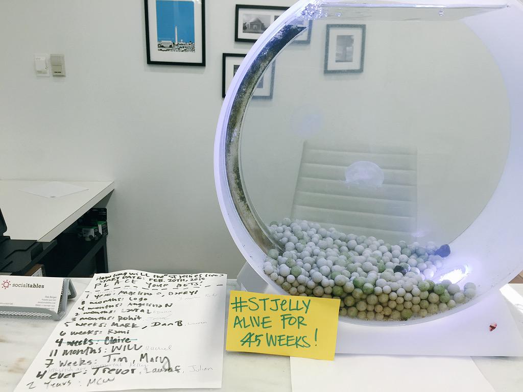 socialtables's tweet photo. #STJelly report: 5 weeks and still going strong! #STpets http://t.co/kDwoPdj1gr