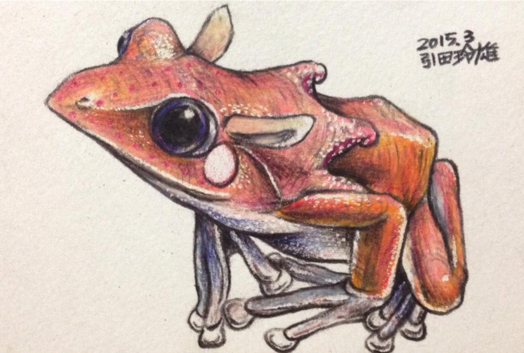 ヒキタ レオ 引田 玲雄 Pa Twitter メンダコガエル 耳が進化したカエル 従来のカエルの耳のように見える白いほっぺは模様 頭の後ろから背中にかけて 広がるエリマキのようなものを逆立てて威嚇する 色鉛筆 カエルメイト カエル Kaeru Frog アナログ