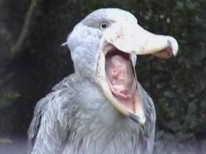 ハシビロコウ、なんか口の中がやばい感じだなやはり…